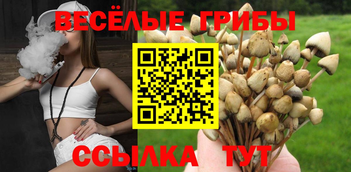 хочу   Псилоцибиновые грибы прущие грибы  Вход с VPN  Сланцы  Галлюциногенные грибы Psilocybine cubensis 
